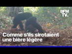 Des chimpanzés filmés en train de s'alcooliser avec des fruits à pain naturellement fermentés
