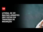 Baleias-jubartes são vistas em travessia de migração no litoral de SP | LIVE CNN