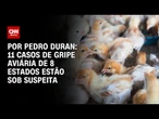 Gripe Aviária: 11 casos de 8 estados estão sob suspeita | LIVE CNN
