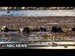 Sea otters are helping protect California kelp forests