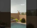 OWL BE DARNED: Owl spreads its wings during rainstorm #shorts #usa #animals #cute #animal