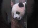 Unos cachorros de panda gemelos hacen su debut ante el público en Hong Kong #hongkong