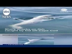 Shark snacks on fish caught by kid off Cape Cod