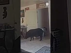 Wild boar removed by deputies after invading Florida home