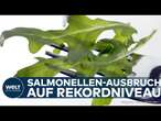 DEUTSCHLAND: Salmonellen-Schock! RKI meldet - Rucola aus Italien vergiftet Dutzende in Deutschland!