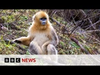 The battle to save China's rare snub-nosed monkey | BBC News