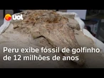 Golfinho pré-histórico de 12 milhões de anos é encontrado por cientistas no sul do Peru; vídeo