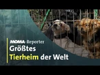 Im größten Tierheim der Welt | ARD Morgenmagazin
