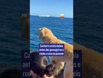 Cachorro avista baleia antes dos passageiros e rouba a cena no passeio