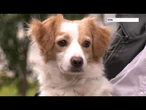 Owczarek Chiribaya ogłoszony narodowym dziedzictwem kulturowym Peru. W Wilnie zawody psów rasy Corgi