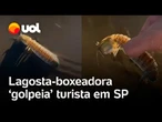 Lagosta-boxeadora 'ataca' turista em praia no litoral de São Paulo; vídeo flagra o momento