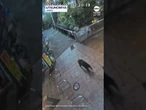 Bear sighting forces school closures in Japanese city