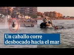 Un caballo corre hacia el mar desbocado y cunde el pánico en Sanlúcar de Barrameda (Cádiz)