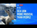 FYI: Sea lion more musical than people