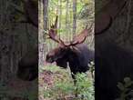 Man has a CLOSE call with a moose as it stared him down then charged at him