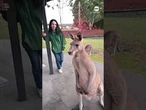 Woman strikes a pose among mob of kangaroos