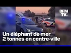 Un éléphant de mer aperçu dans les rues de Cap Town en Afrique du Sud