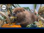 Court to decide fate of adorable, orphaned beaver