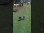 Gorilla rolls around in wet grass at zoo