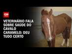 Veterinário fala sobre saúde do cavalo Caramelo: Deu tudo certo | BRASIL MEIO-DIA