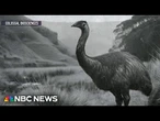 Researchers launch new effort to revive extinct species