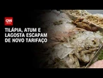 Tilápia, atum e lagosta: veja pescados que escaparam do tarifaço dos EUA | CNN 360°