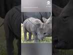 Baby rhino transitions to outside enclosure at Australia zoo