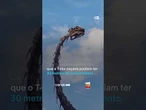 Por que dinossauros carnívoros como o T-rex tinham braços minúsculos