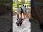 HAPPY HIPPO: Baby pigmy hippo Mars keeps running back to the water #shorts #foxnews #animals