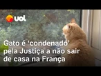 Gato é confinado dentro de casa pela Justiça francesa após 'invadir' quintal do vizinho