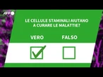 Ansa VERIFIED - Le cellule staminali aiutano a curare le malattie?