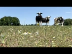 Trop de fumier : L'agriculture néerlandaise met à l’épreuve les objectifs écologiques de l'UE