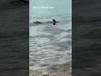 Moment 12ft long SHARK lurks just feet off UK coast as kids play on shore #thesun