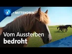 Horsbüll: Kampf um das Schleswiger Kaltblut | tagesthemen mittendrin