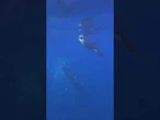 Orca is seen torpedoing a sunfish, causing it to explode