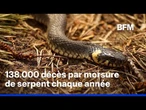 Pourquoi les serpents se rapprochent-ils de plus en plus des zones peuplées?
