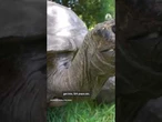 World's oldest tortoise turns 194 years old