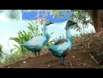 Dégâts causés par une fuite chimique dans un parc au Brésil : canards colorés, poissons morts