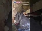 INCREDIBLE RESCUE: Firefighters save dog trapped in rubble #shorts #foxnews #news #us