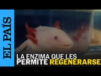 Identifican la enzima que permite a los ajolotes regenerar sus extremidades | EL PAÍS