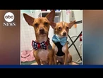 Student saves dogs by sewing bowties, raising more than $500K
