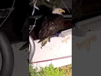 An injured Big Bear eagle believed to be Jackie is taken to a rehab facility