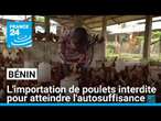 Bénin : l'importation de poulets interdite pour atteindre l'autosuffisance • FRANCE 24