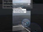 Dog rescued from inflatable kayak blown out to sea by strong winds