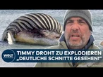 WAL-DRAMA: Timmy droht zu platzen! Kadaver stark aufgebläht! Behörden warnen vor Explosion
