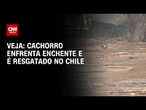 Cachorro enfrenta correnteza de enchente e é resgatado no Chile; Veja imagens | CNN BRASIL