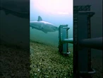 WATCH: Great white shark filmed near US coast #us #foxnews #shark #shorts #short