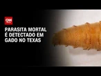 Bicheira-do-novo-mundo: Parasita mortal é detectado em gado no Texas | CNN PRIME TIME