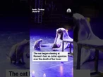 Cat steals the show during Romeo & Juliet performance