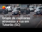 Grupo de capivaras atravessa a rua enfileiradas e param o trânsito em Tubarão (SC); veja
